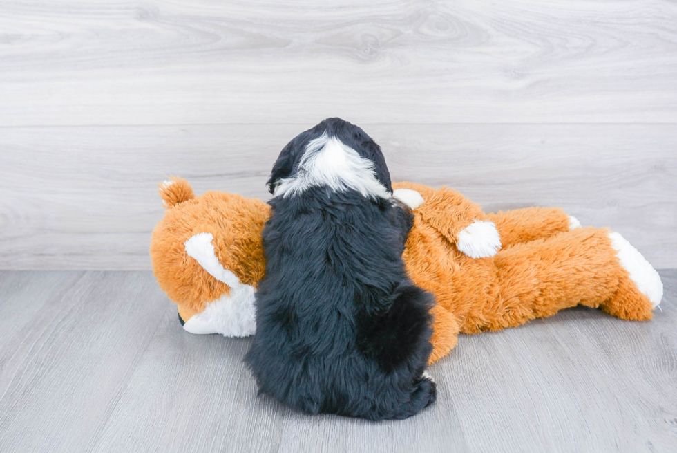 Mini Bernedoodle Pup Being Cute
