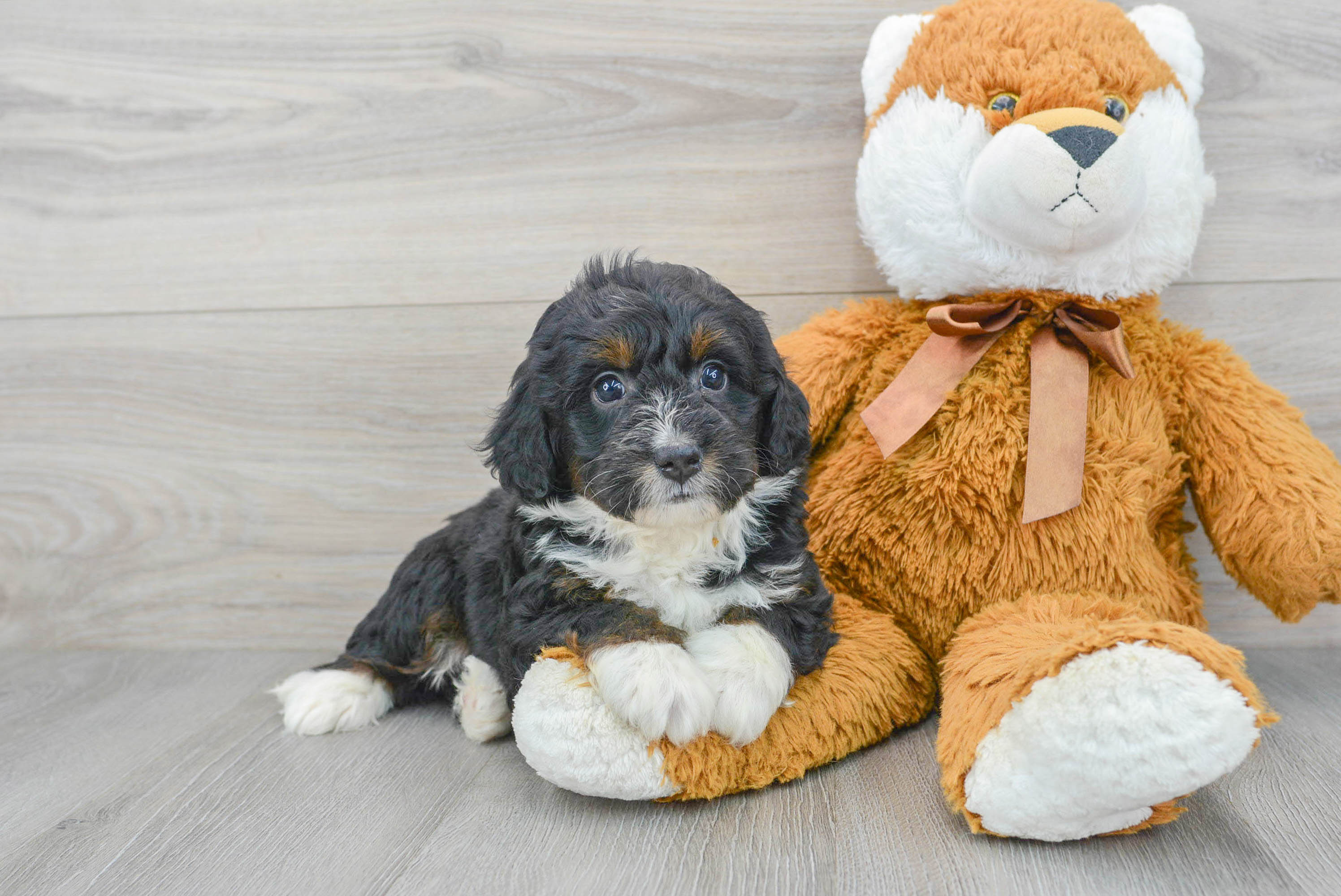 Playful Bernadoodle Poodle Mix Puppy