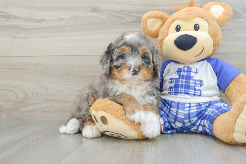 Mini Bernedoodle Puppy for Adoption