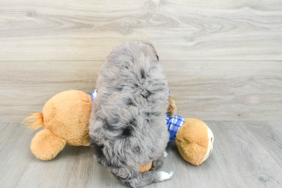 Mini Bernedoodle Puppy for Adoption