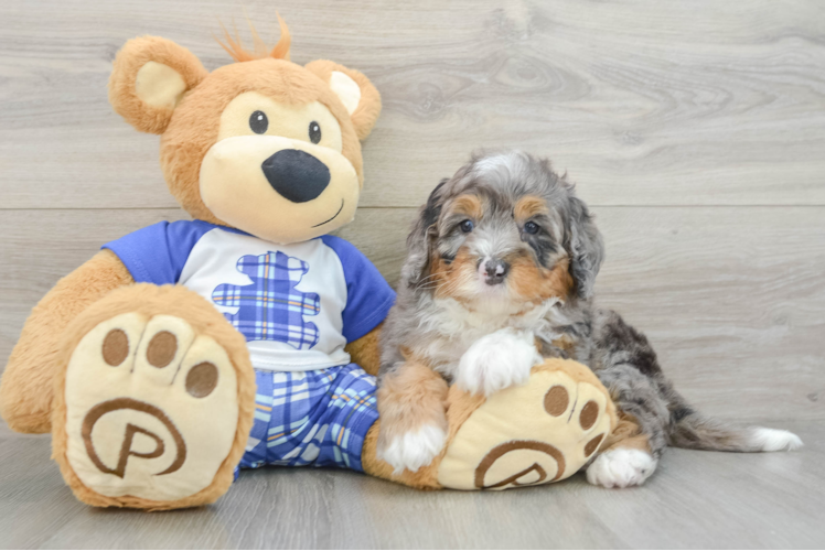Best Mini Bernedoodle Baby