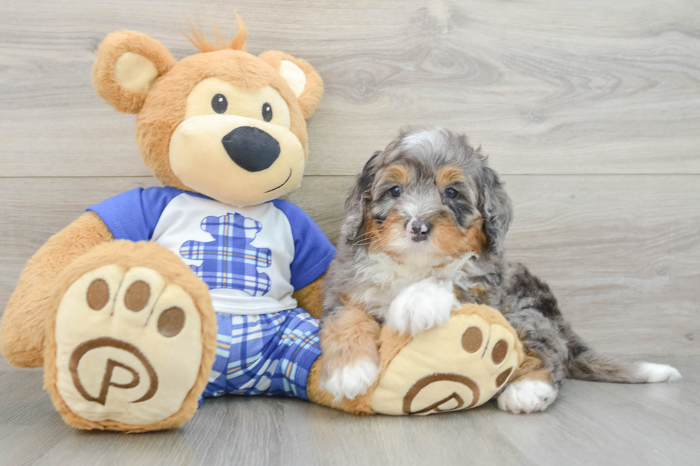 Best Mini Bernedoodle Baby