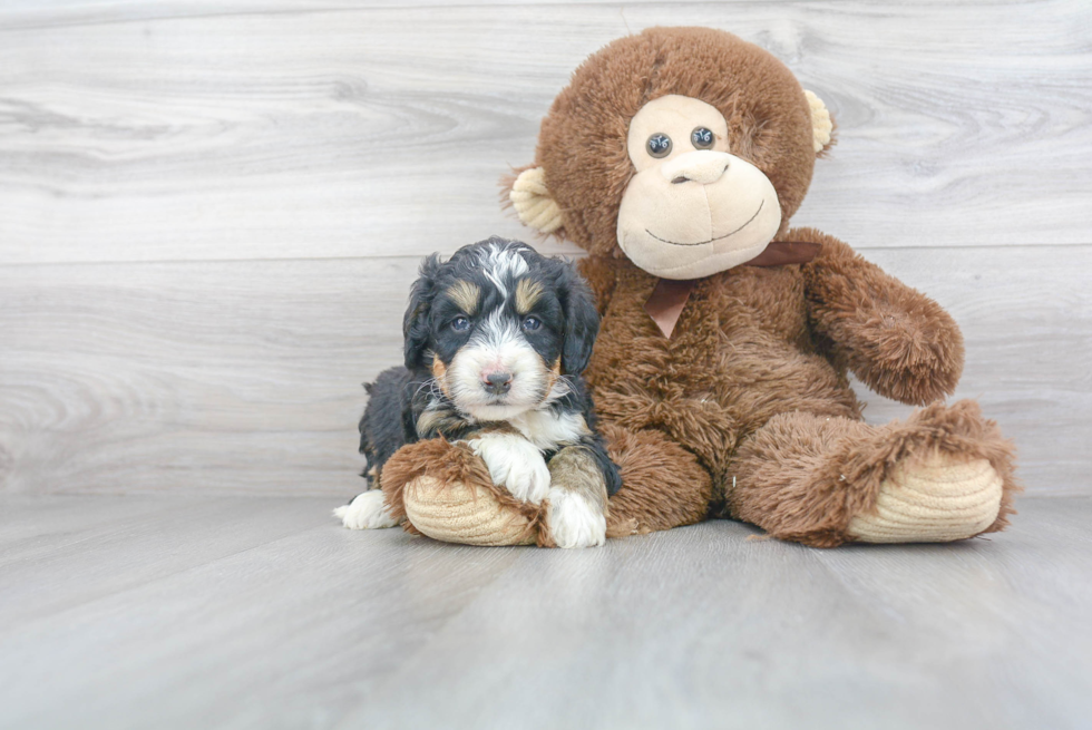 Mini Bernedoodle Puppy for Adoption