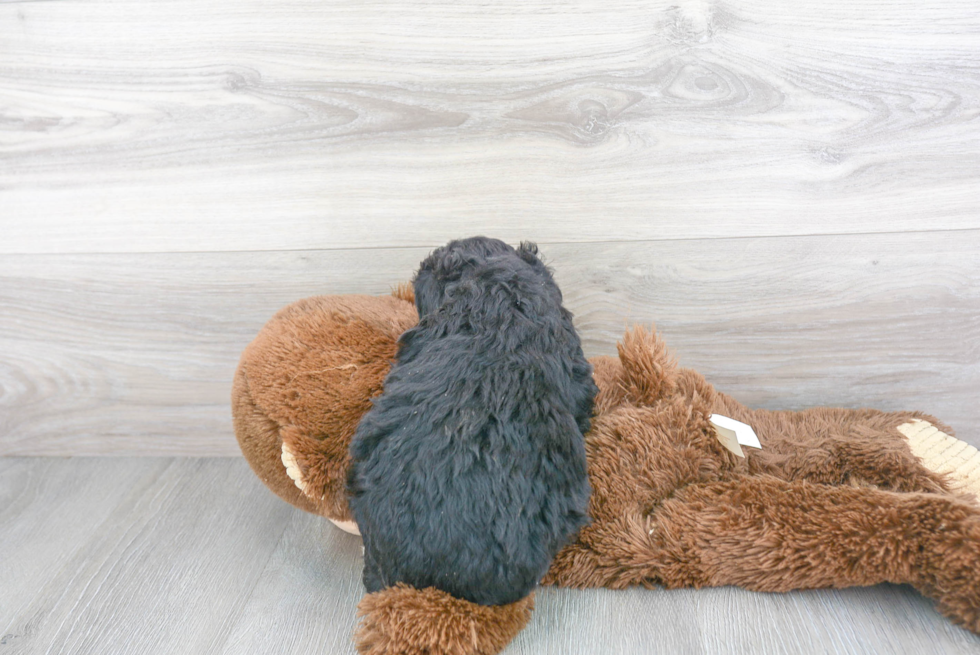 Petite Mini Bernedoodle Poodle Mix Pup