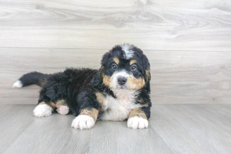Petite Mini Bernedoodle Poodle Mix Pup