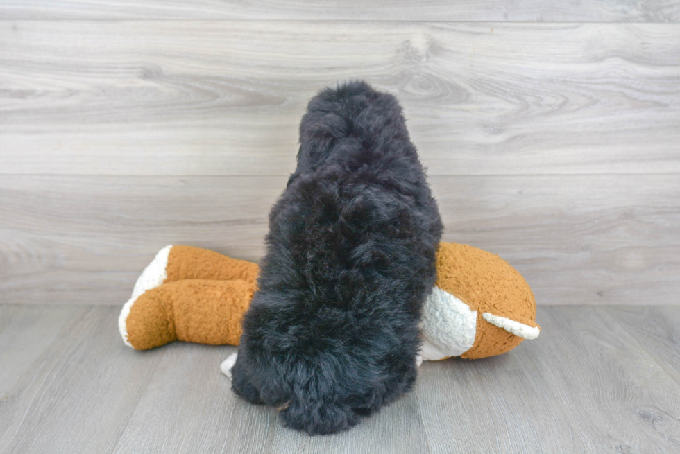 Best Mini Bernedoodle Baby