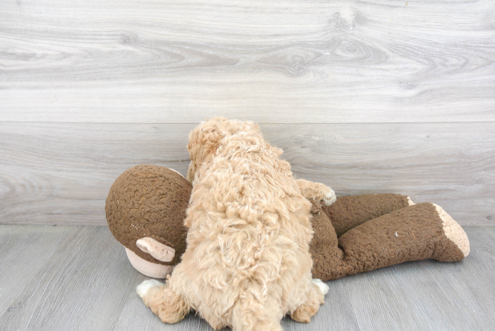 Mini Bernedoodle Pup Being Cute