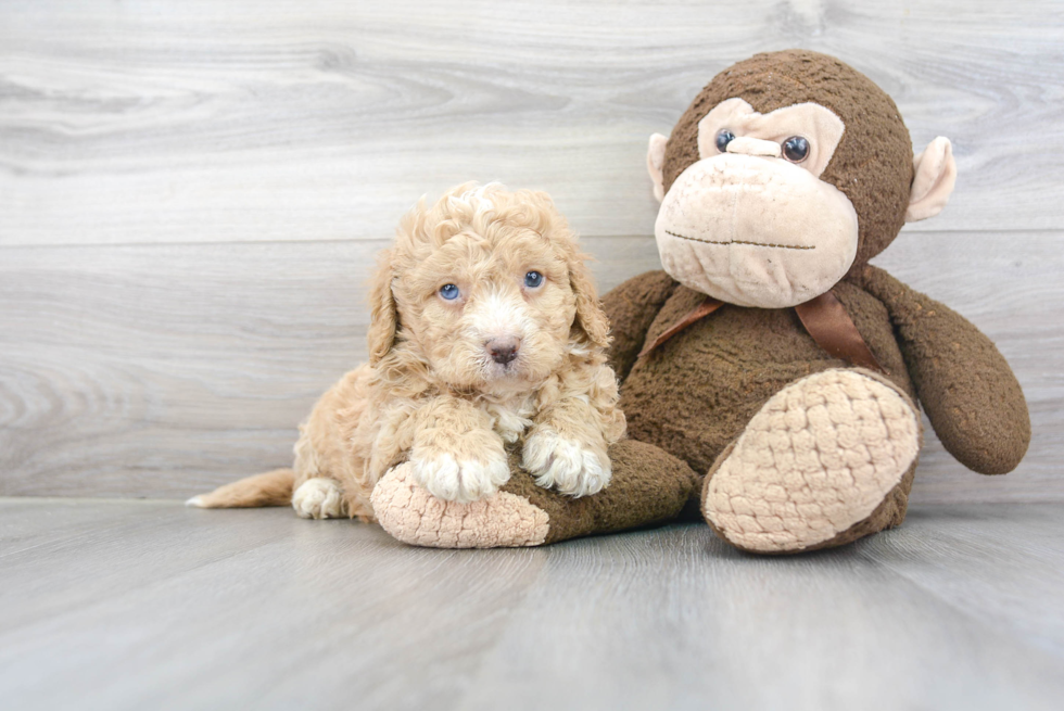 Adorable Mini Berniedoodle Poodle Mix Puppy