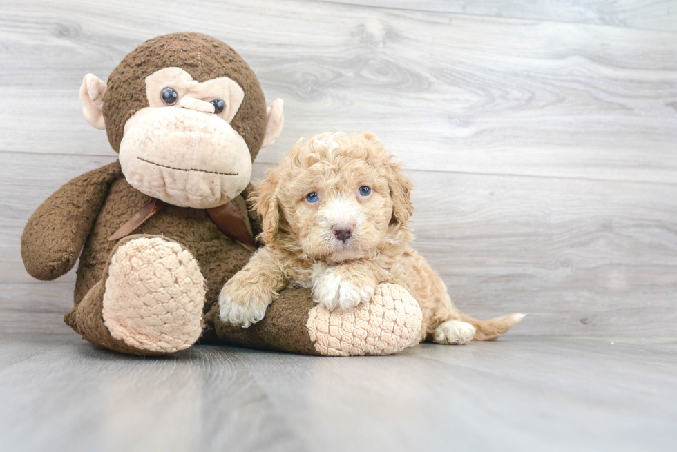 Mini Bernedoodle Pup Being Cute