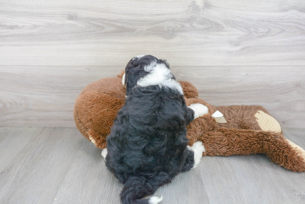 Mini Bernedoodle Puppy for Adoption