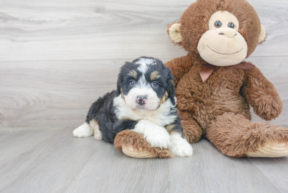Funny Mini Bernedoodle Poodle Mix Pup