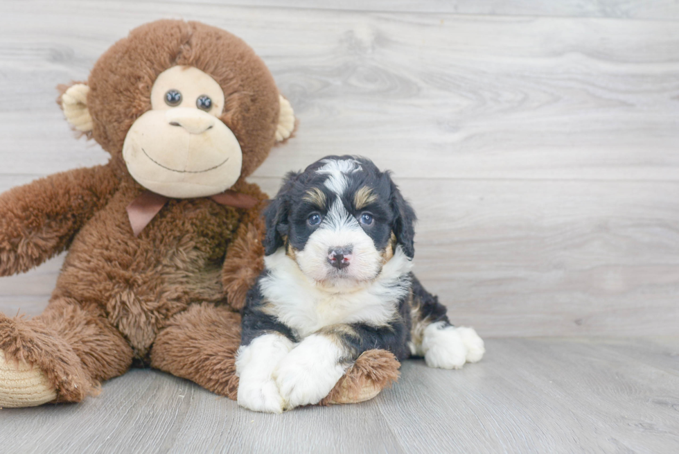 Best Mini Bernedoodle Baby