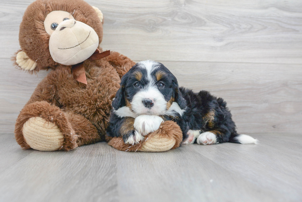 Hypoallergenic Bernadoodle Poodle Mix Puppy