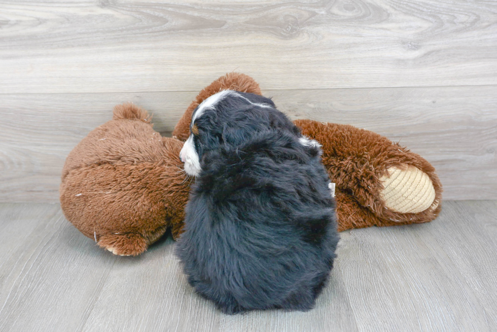 Small Mini Bernedoodle Baby