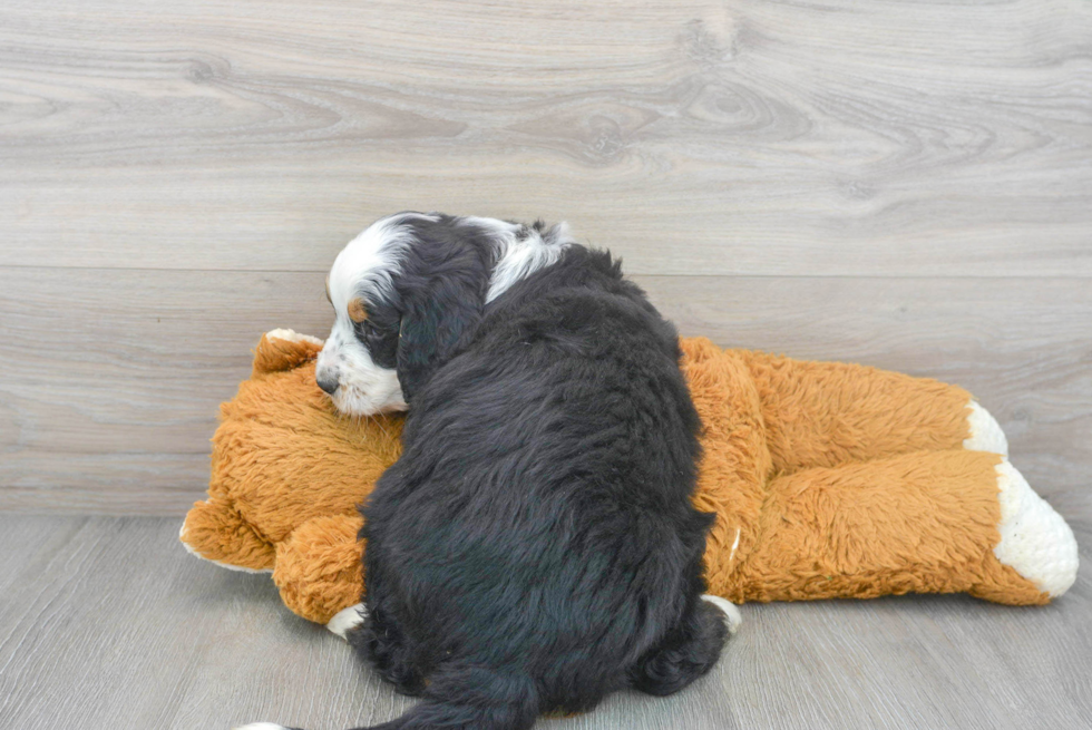 Best Mini Bernedoodle Baby