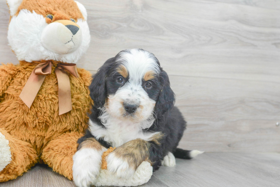 Best Mini Bernedoodle Baby