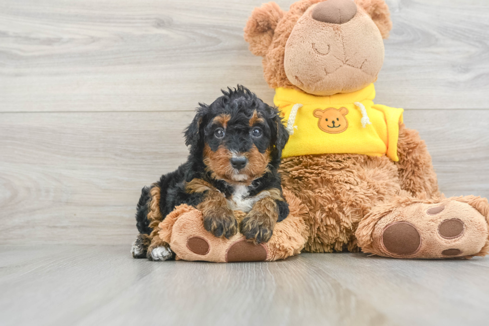 Friendly Mini Bernedoodle Baby