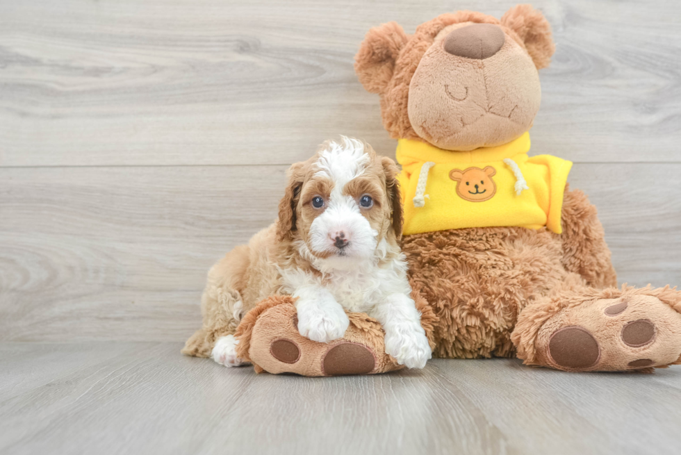 Sweet Mini Bernedoodle Baby