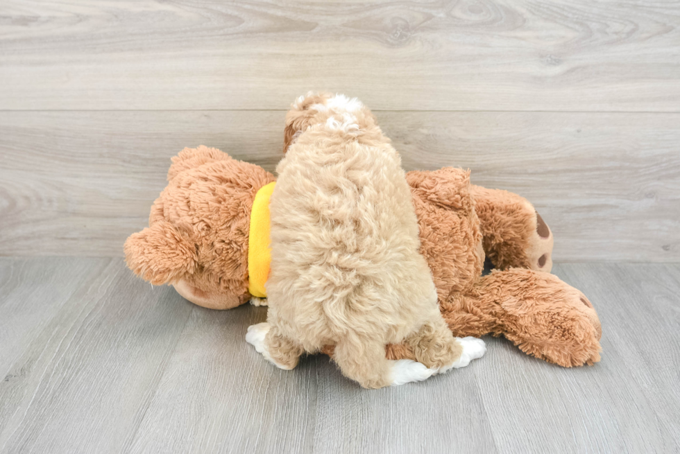 Playful Bernadoodle Poodle Mix Puppy