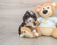 7 week old Mini Bernedoodle Puppy For Sale - Premier Pups