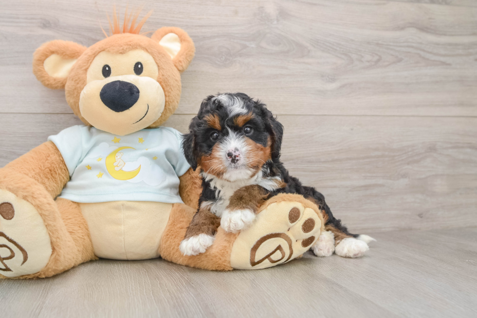 Mini Bernedoodle Puppy for Adoption