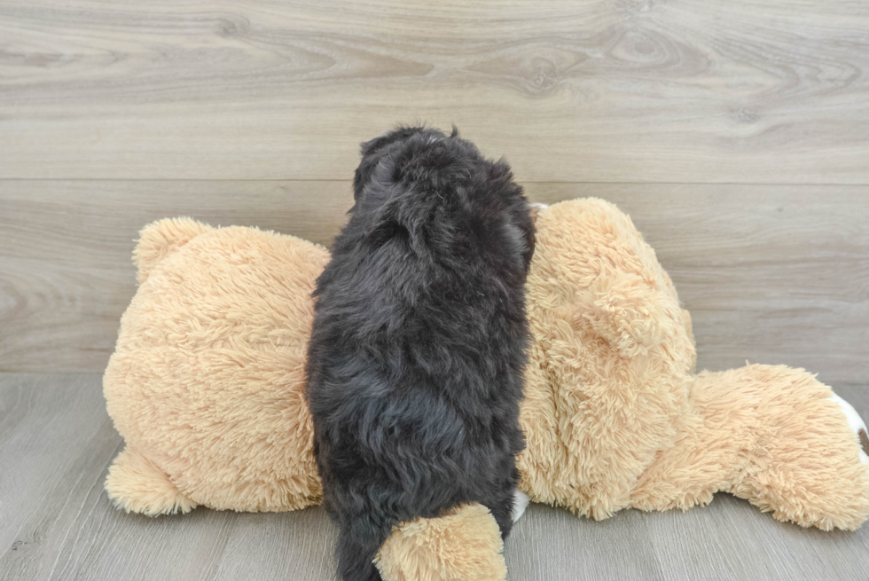 Small Mini Bernedoodle Baby