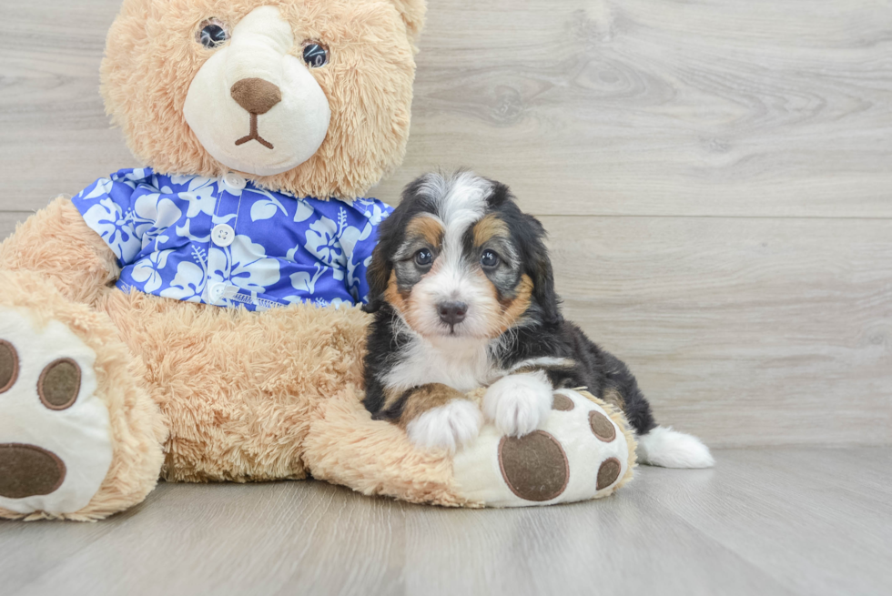 Cute Mini Bernedoodle Baby