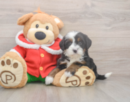 7 week old Mini Bernedoodle Puppy For Sale - Premier Pups