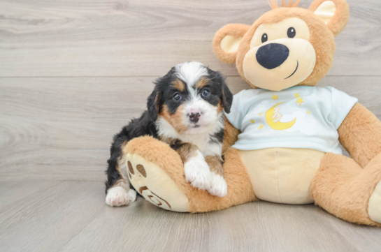 Smart Mini Bernedoodle Poodle Mix Pup