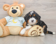 7 week old Mini Bernedoodle Puppy For Sale - Premier Pups