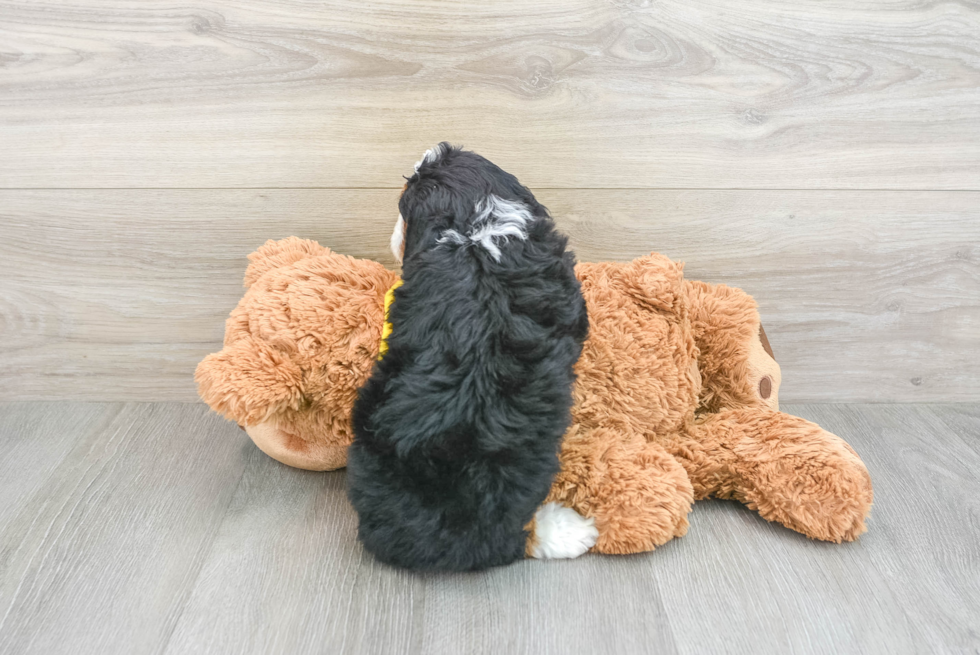 Mini Bernedoodle Pup Being Cute