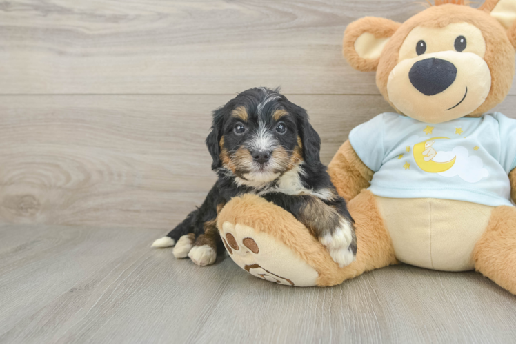Mini Bernedoodle Puppy for Adoption