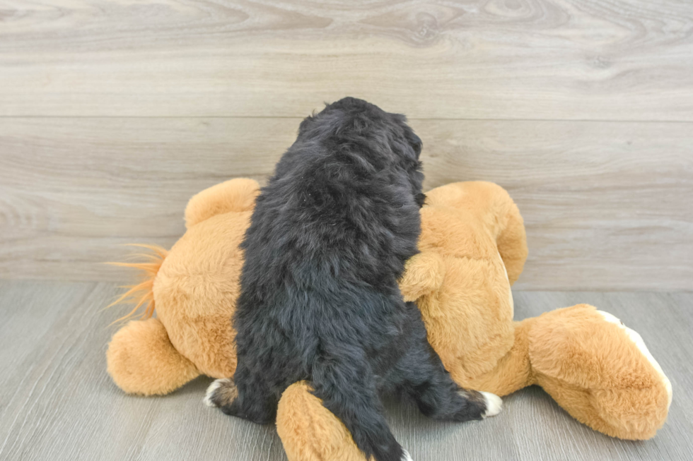 Mini Bernedoodle Puppy for Adoption
