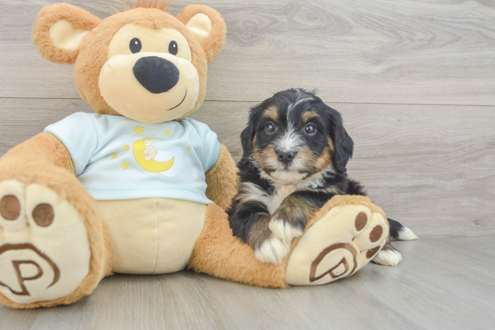 Smart Mini Bernedoodle Poodle Mix Pup
