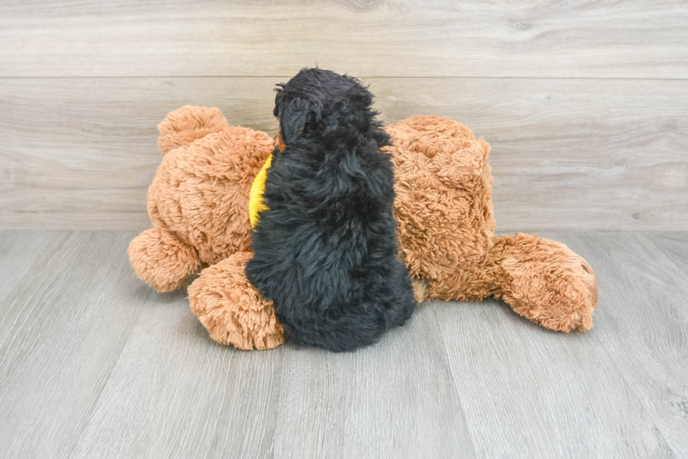 Playful Bernadoodle Poodle Mix Puppy
