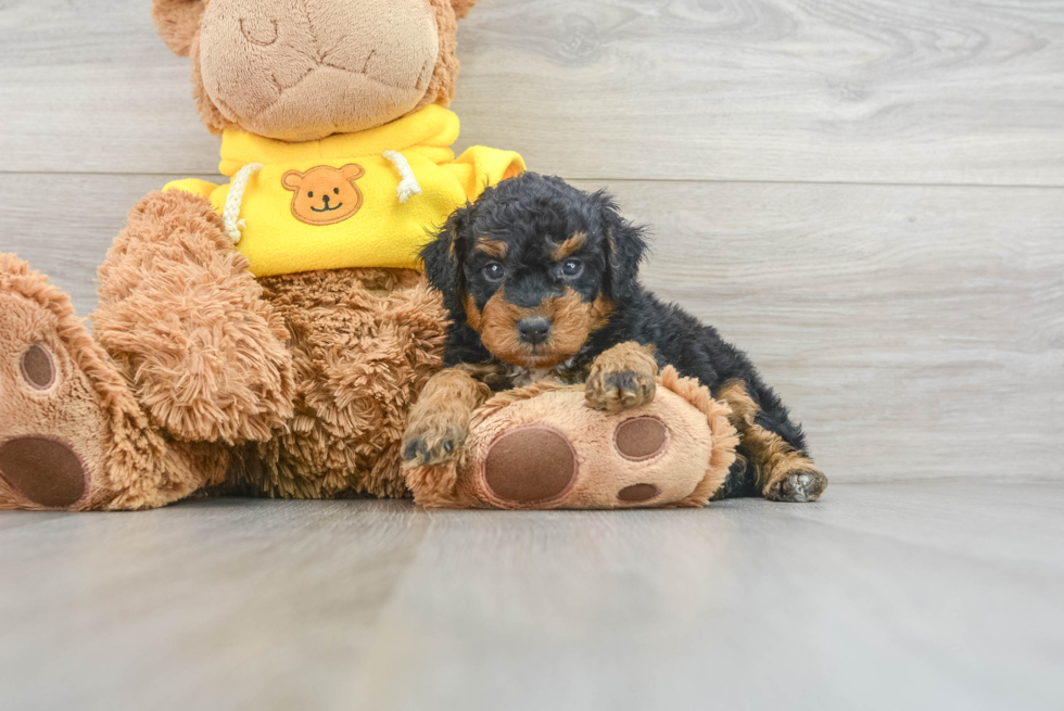 Mini Bernedoodle Pup Being Cute