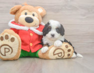 7 week old Mini Bernedoodle Puppy For Sale - Premier Pups