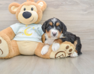 6 week old Mini Bernedoodle Puppy For Sale - Premier Pups