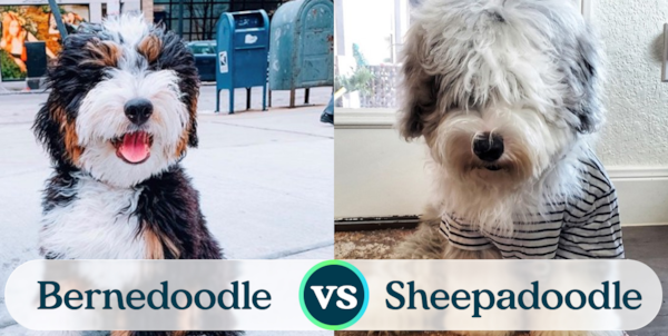 Mini Bernedoodle vs Mini Sheepadoodle - Premier Pups