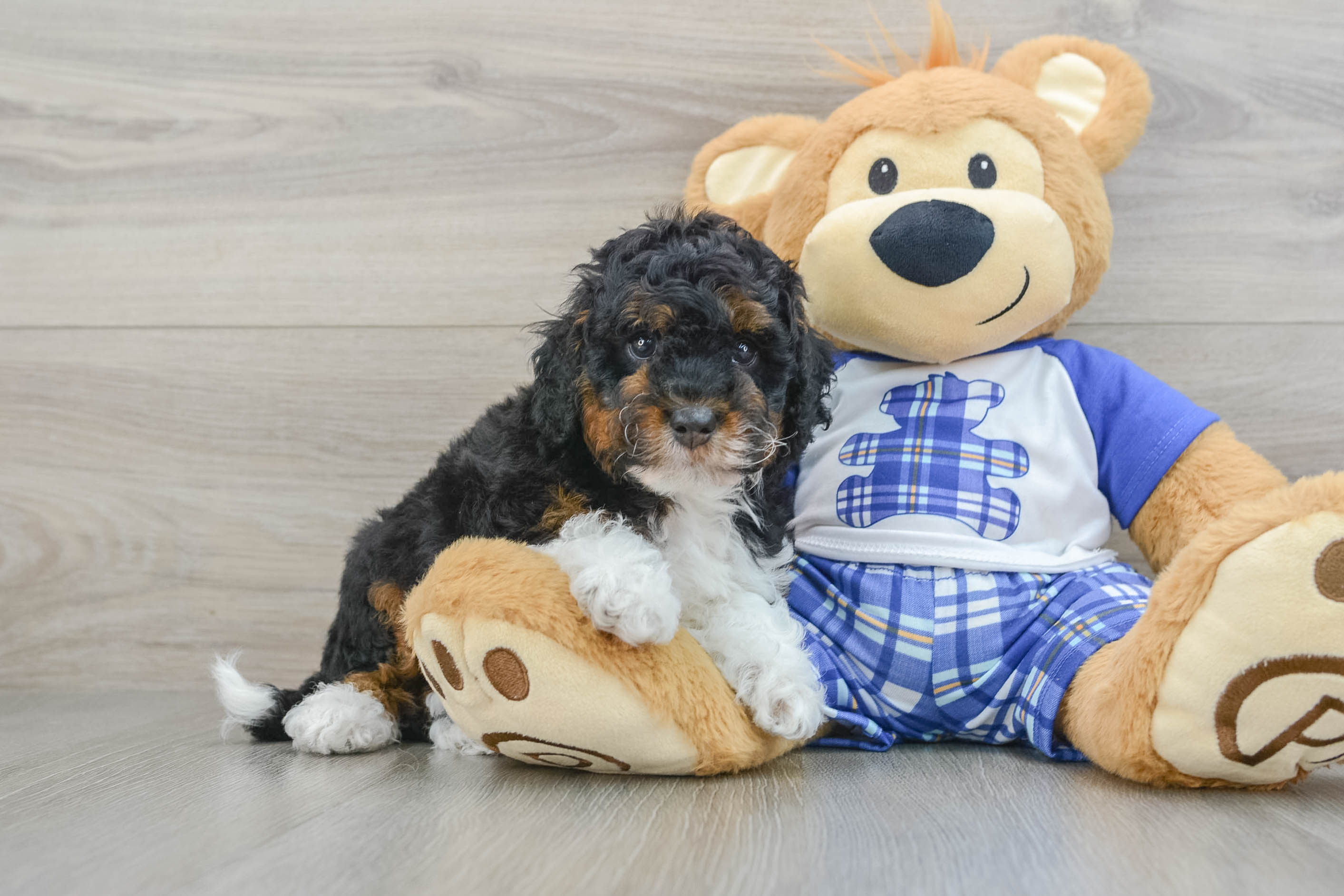 Cute Mini Bernedoodle Baby