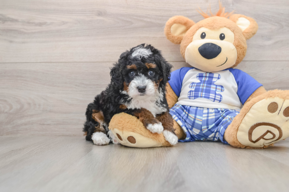 Petite Mini Bernedoodle Poodle Mix Pup