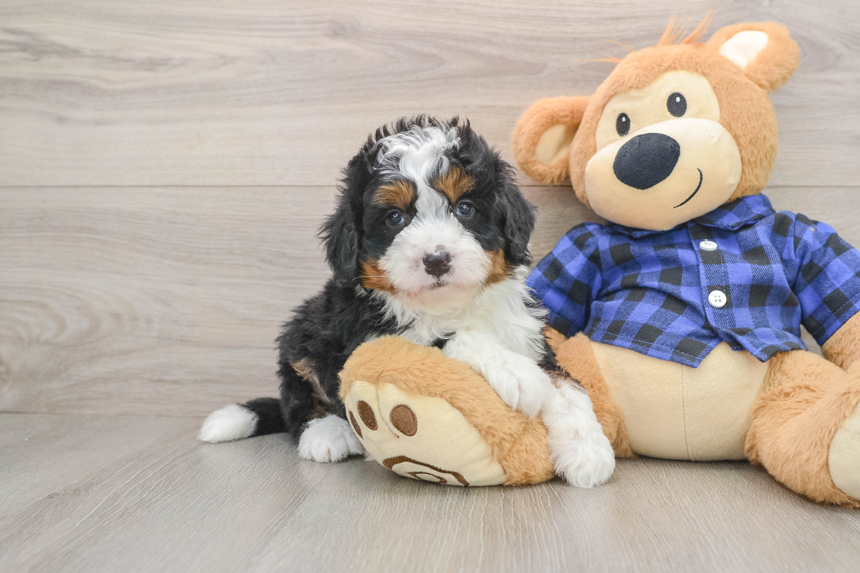 Fluffy Mini Bernedoodle Poodle Mix Pup