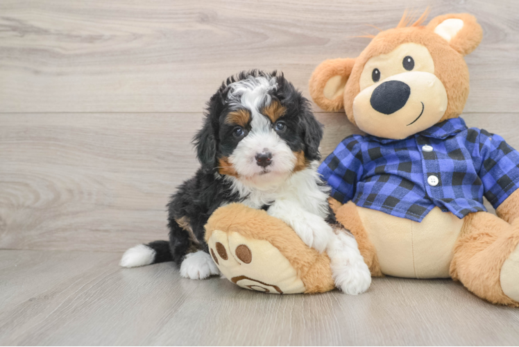 Fluffy Mini Bernedoodle Poodle Mix Pup