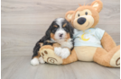 Mini Bernedoodle Puppy for Adoption