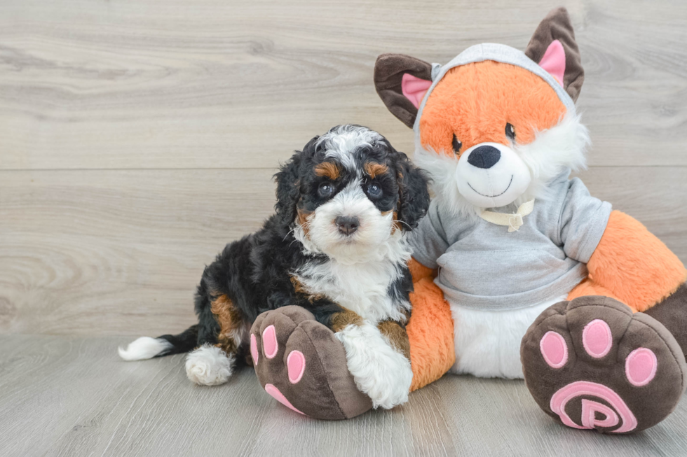 Mini Bernedoodle Puppy for Adoption