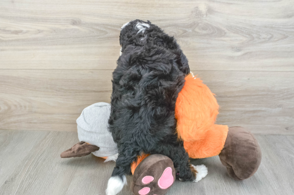 Mini Bernedoodle Pup Being Cute