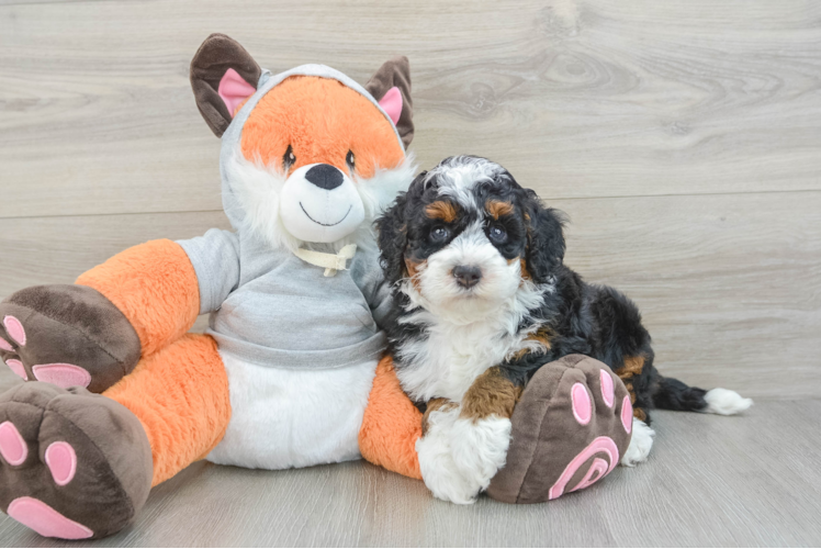 Mini Bernedoodle Puppy for Adoption