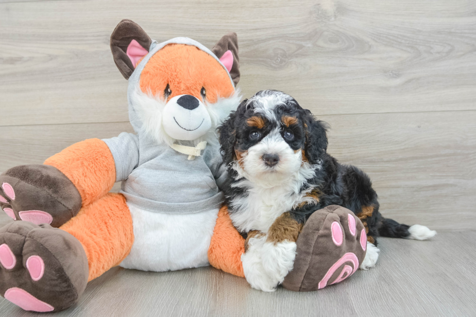 Mini Bernedoodle Puppy for Adoption