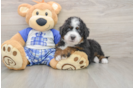 Adorable Mini Bernepoo Poodle Mix Puppy