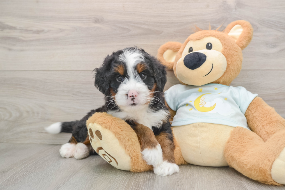 Mini Bernedoodle Pup Being Cute